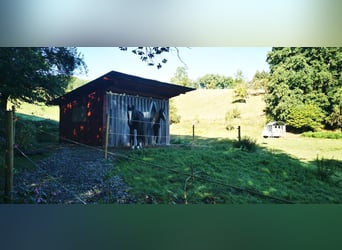 Offenstall Stallplatz in Vollpension 