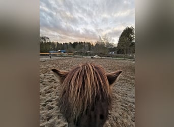 Offenstallplatz auf dem Islandpferdegestüt Wortmann für Selbstversorger
