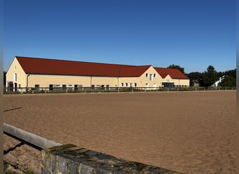 Offenstallplatz frei in 14532 für Stute und Wallach 