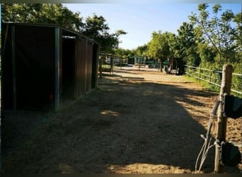 Offenstallplatz Offenstall mit Weiden Selbstversorger Wallach