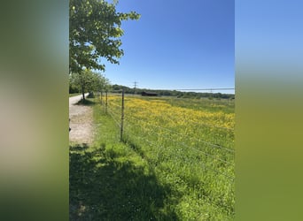 Paddock for 3 to 4 horses