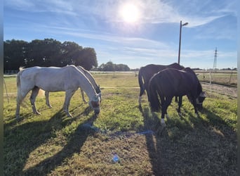 Paddock with trail riding on 3 hectares / Diet stall / Allergic horse stable