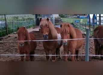 Place de box disponible en box extérieur, adapté aux chevaux réactifs ou allergiques