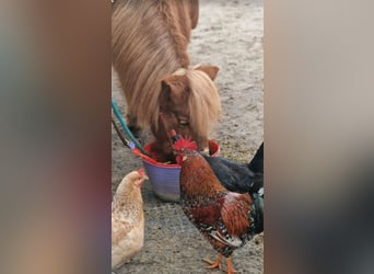 Place de box disponible en box extérieur, adapté aux chevaux réactifs ou allergiques