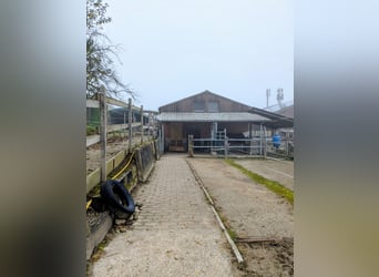 Place disponible dans un troupeau de poneys pour un Mini ou un Shetland – Autogestionnaire