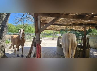 Place disponible pour un poney en paddock à l’Offenstall dans le domaine de Handschuhsheimer Feld