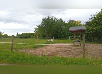 Place en paddock avec box supplémentaire