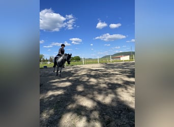 Place en paddock libre