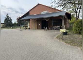 Place en paddock libre pour un hongre à Osloß, 38557