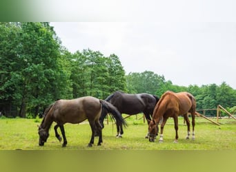 Suche Offenstall / Paddockboxen / Stalltrakt 