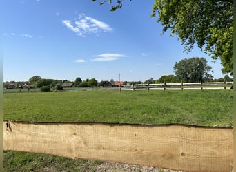 Très belle place en paddock extérieur disponible pour un cheval allergique.