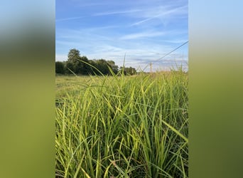Un paddock de luxe dispose d'une place disponible pour une jument.