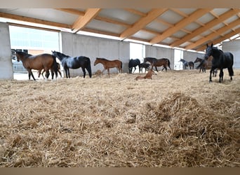 ⚜️Zuchtstutenbetreuung- vom besamen bis zum abfohlen⚜️