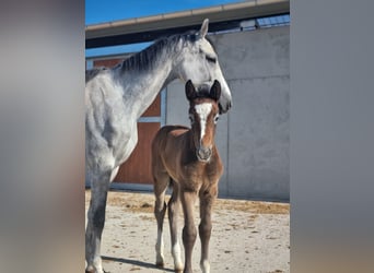 ⚜️Zuchtstutenbetreuung- vom besamen bis zum abfohlen⚜️