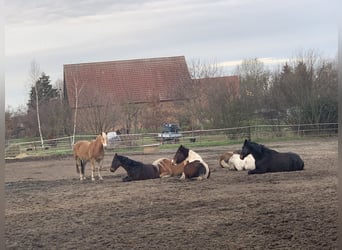 Zwei Plätze im Offenstall frei