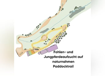 Artgerechte Aufzucht im Paddocktrail