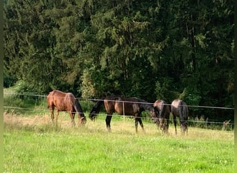 Aufzuchtplätze, Zuchtstutenplätze mit Abfohlservice , Anreiten 