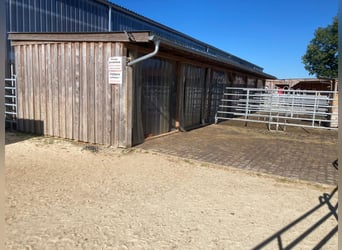 Aufzuchtplatz/Fohlen/Offenstall