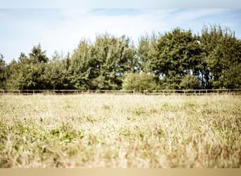 Aufzuchtplatz für Ponyhengste in Schleswig-Holstein ab Oktober 25