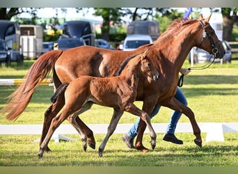 Aufzuchtplatz für Warmblüter Absetzer aus 2024 frei