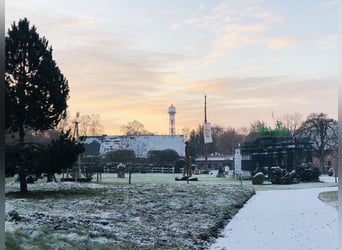 Aufzuchtsplatz für ein Stutfohlen in Hamburg auf einem Vollblutgestüt