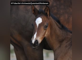 Aufzuchtsplatz für einen Henstjährling ab April/2026 