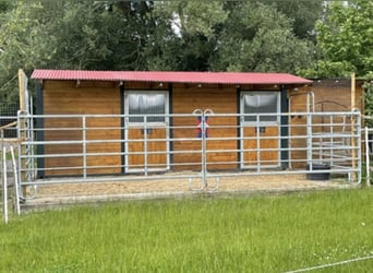 Aufzuchtsplatz für einen Henstjährling ab April/2026 