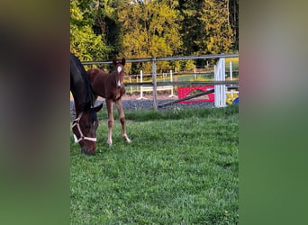 Boxs pour poulains et jeunes chevaux à Hasbergen – soins professionnels, adaptés et personnalisés