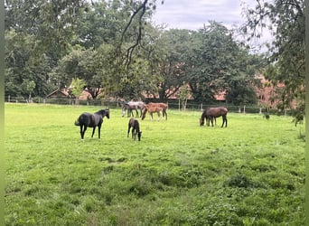 Boxs pour poulains et jeunes chevaux à Hasbergen – soins professionnels, adaptés et personnalisés