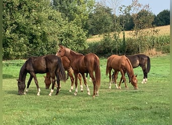 Boxs pour poulains et jeunes chevaux à Hasbergen – soins professionnels, adaptés et personnalisés