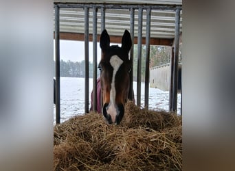 Élevage avec beaucoup de paddocks et d'espace en plein air