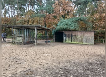 Élevage avec beaucoup de paddocks et d'espace en plein air