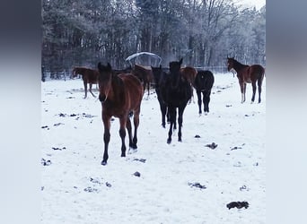 Élevage avec beaucoup de paddocks et d'espace en plein air