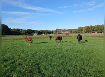 Élevage avec beaucoup de paddocks et d'espace en plein air