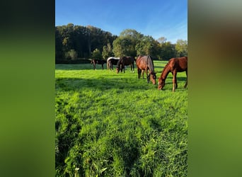 Élevage de poulains et de jeunes chevaux, attentionné et respectueux de leurs besoins naturels, avec