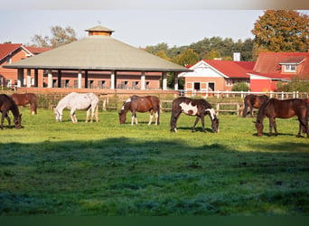 Enclos d'élevage pour jeunes chevaux en transition