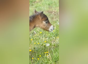 Enclos d'élevage pour pouliche miniature Shetland mâle