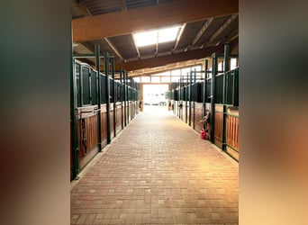 Espace d’élevage convivial pour maréchal-ferrant spécialisé dans les étalons