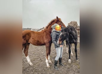 freie Aufzuchtsplätze für Stutfohlen auf familiärer Anlage