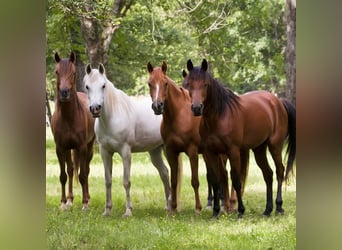 Hengst aufzuchtplatz