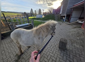 Isländer sucht Spielkameraden