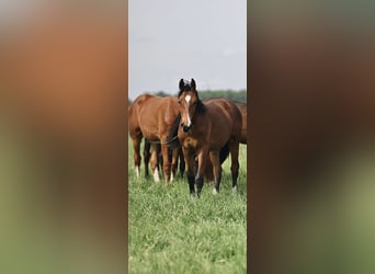 Paddock d'élevage pour étalons / Enclos d'élevage pour jeunes étalons près de Hanovre