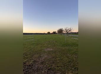 Paddock d'élevage pour pouliches de sang chaud