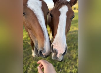 Paddock for foal rearing