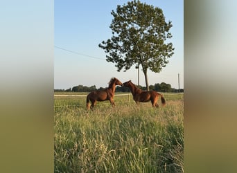 Paddock for foal rearing