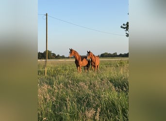 Paddock for foal rearing