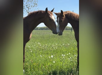 Paddock for foal rearing