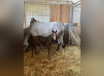 Paddock pour poulain entier né tardivement dans la région de la Rhein-Main