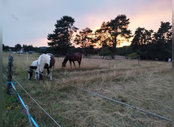 Place en boxe ouverte pour poulain, jeune cheval en débourrage, yearling ou jeune cheval