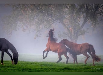 Places disponibles pour la pension des étalons et des juments